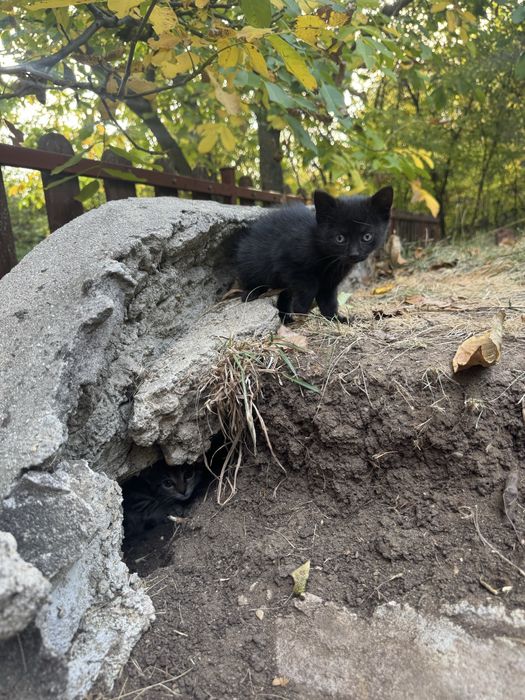 Подарявам котета