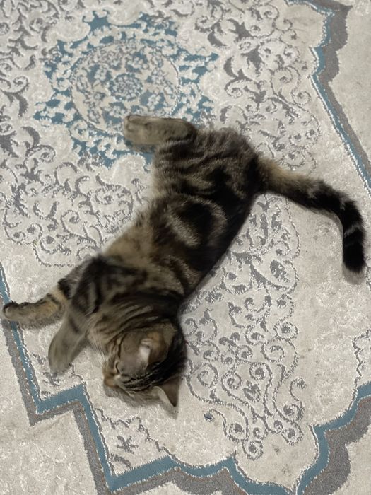 Продам кота в хорошие руки