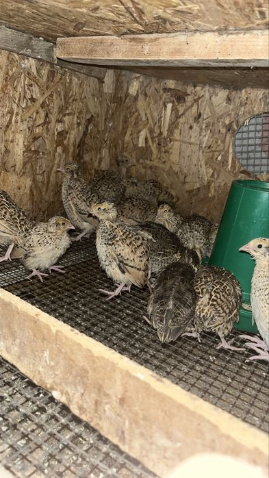 Цыплята перепелов