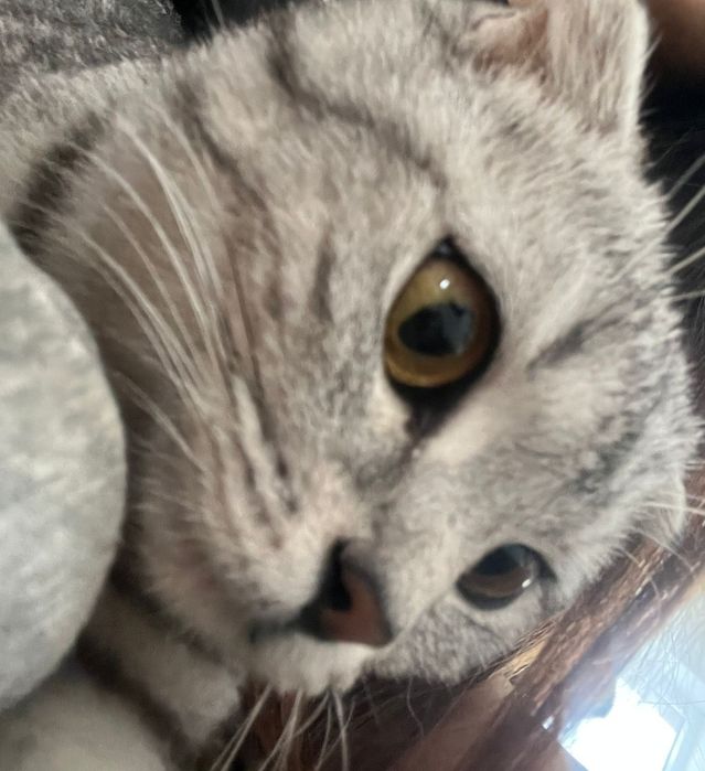 Шотландский кошка