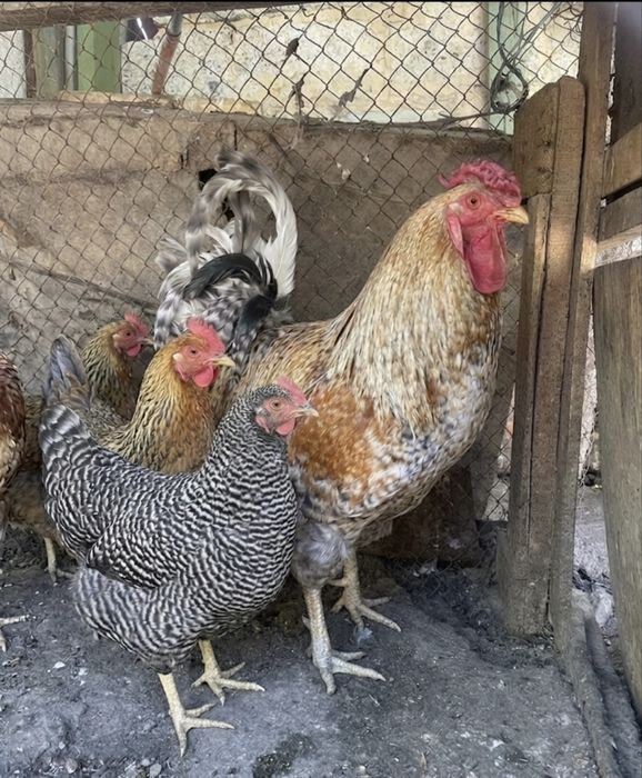 Продам петуха и две курицы