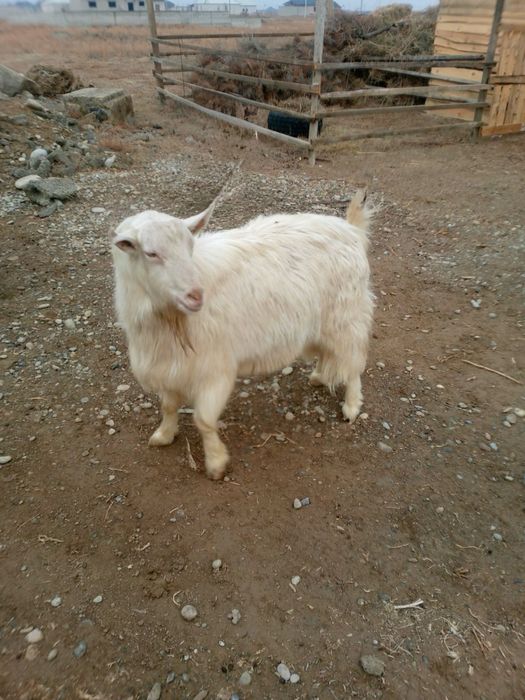 Теке сатылады.