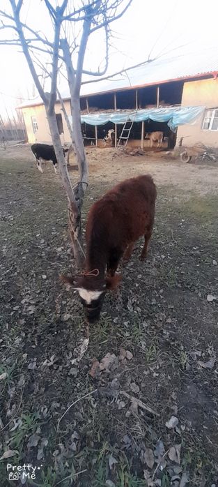 Gunojin sotladi soglom