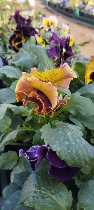 Продавам теменужки