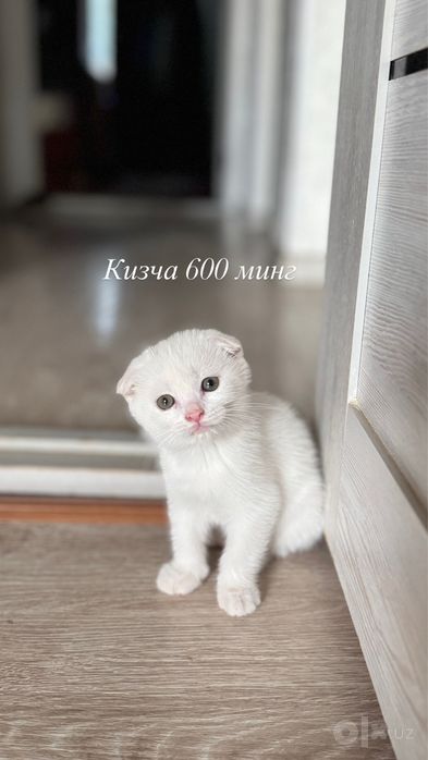Мушукчалар сотилади,Продам котят