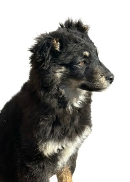 Щенки а добрые руки