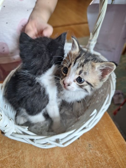 Отдам бесплатно в хорошие руки