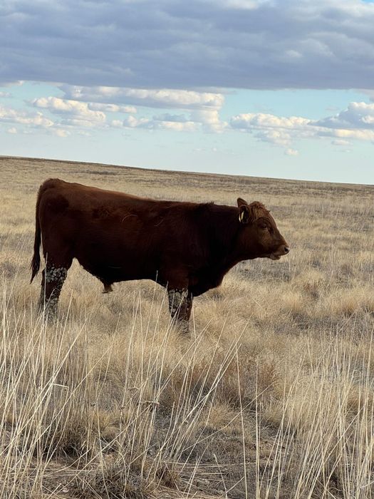 Подсостар сатылады