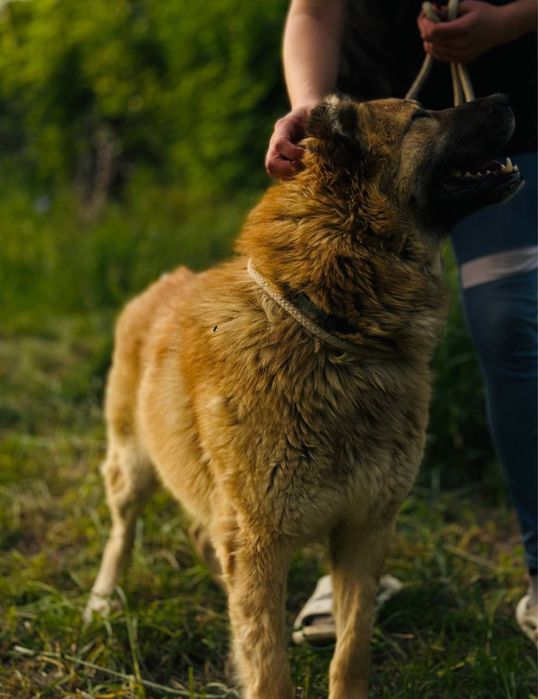 Диего. Классная собака. Мощный.
