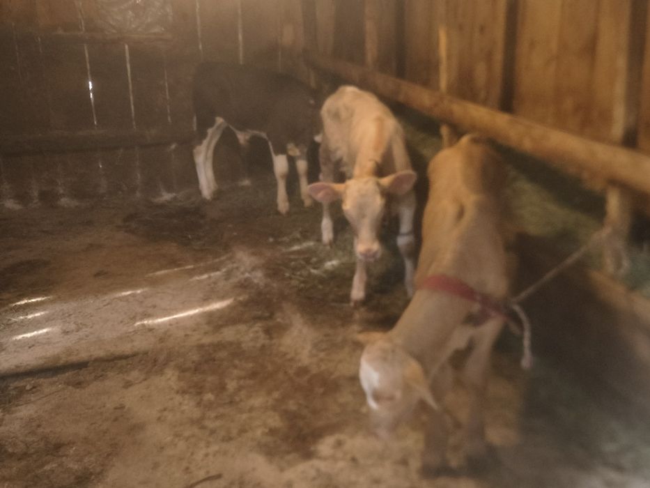 Viței și vițele de vînzare bălțate românești frumoase