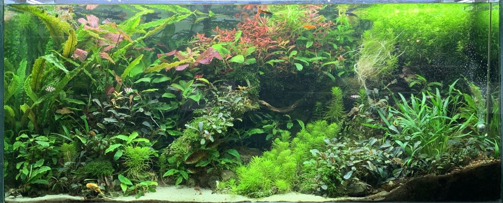 Акариумные растения