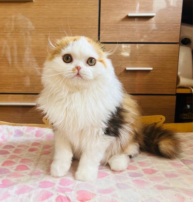 Красивая, породная вислоухая девочка!