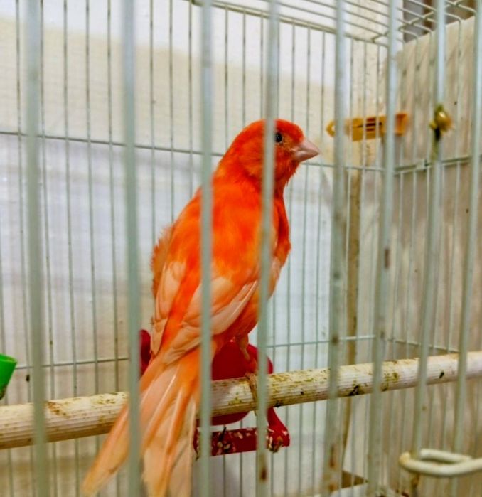 Канарейка кизил таййор ишлаган нар модалар бор