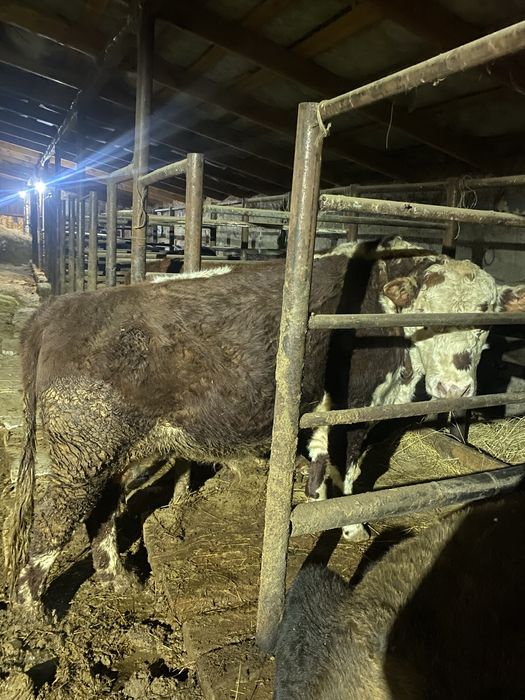 Бык акбас Ангус чистый племеной