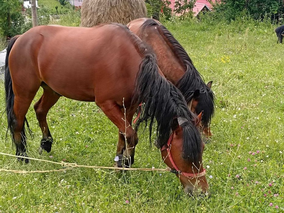 Vând 2 cai sănătoși și îngrijiți – 8 ani și 3 ani | Padina Matei (CS)