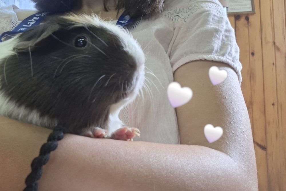 Petsitting animale mici