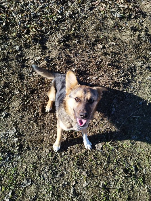 Мечо  търси дом! Гр. Пловдив, Чирпан