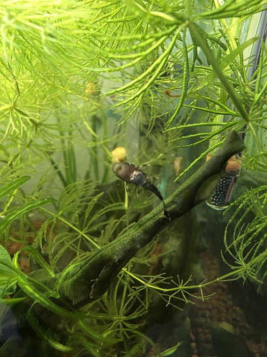 Gupy,plante,Acistrusi , melci pomacea