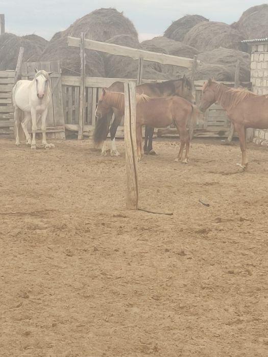 Уйир сатылады и. Пппрррр