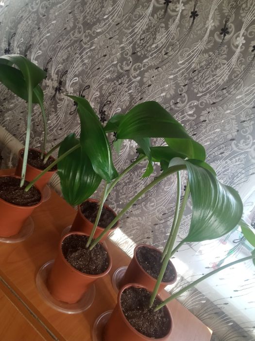 Эухарис комнатный белый