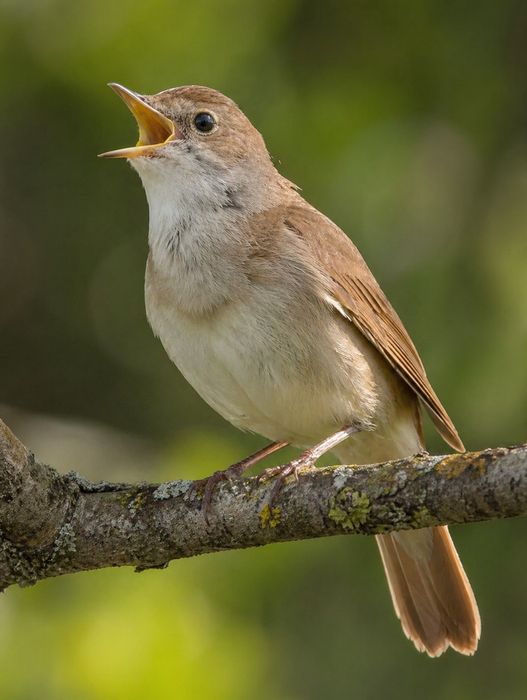 Listovka qush  Shama bor  шаман sotiladi bulbul bor sotiladi