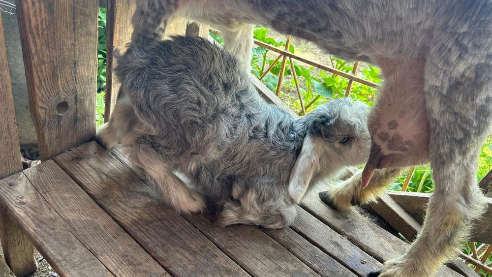 Ешкі сатылады...