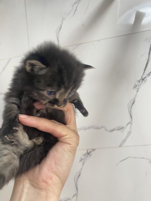 Котята 2х месячные