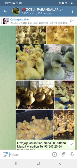 G'oz jo'jalari sotuvda