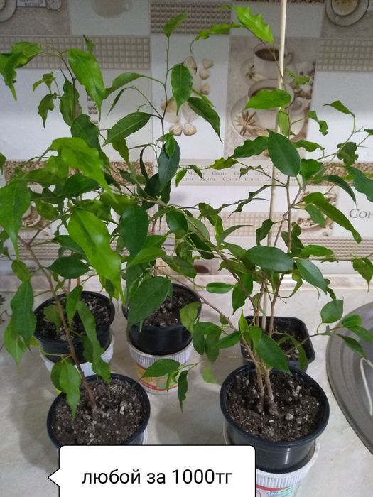 Продам Фикусы разные