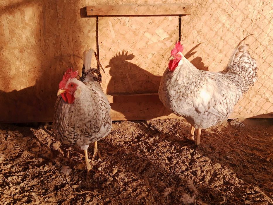 Барковская барвистая петушки