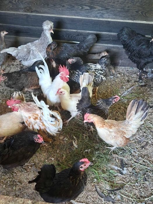 Продавам джинки и токачки