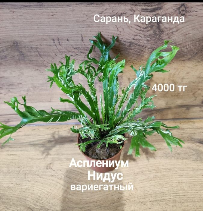 Хамедорея,гименокаллис,аспарагус