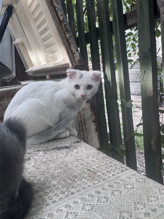 Котята веслоухие мальчики
