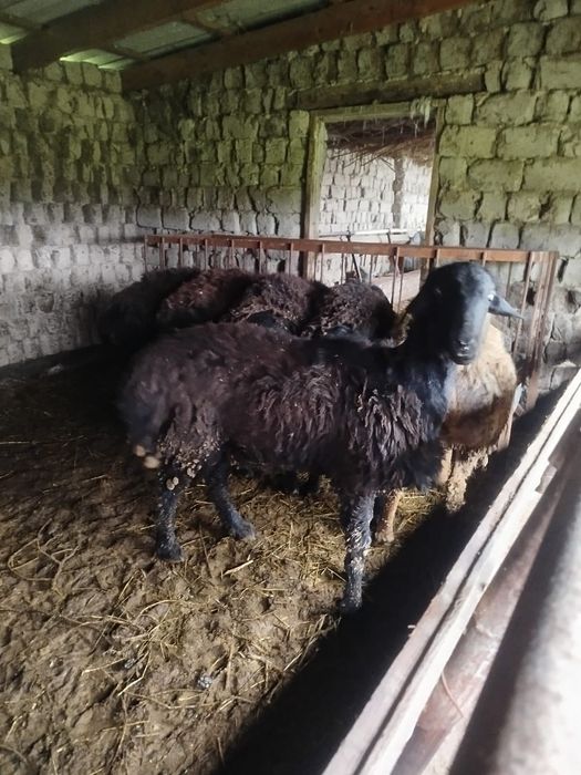 Кошкарлар сатылады 1 жасар семиз