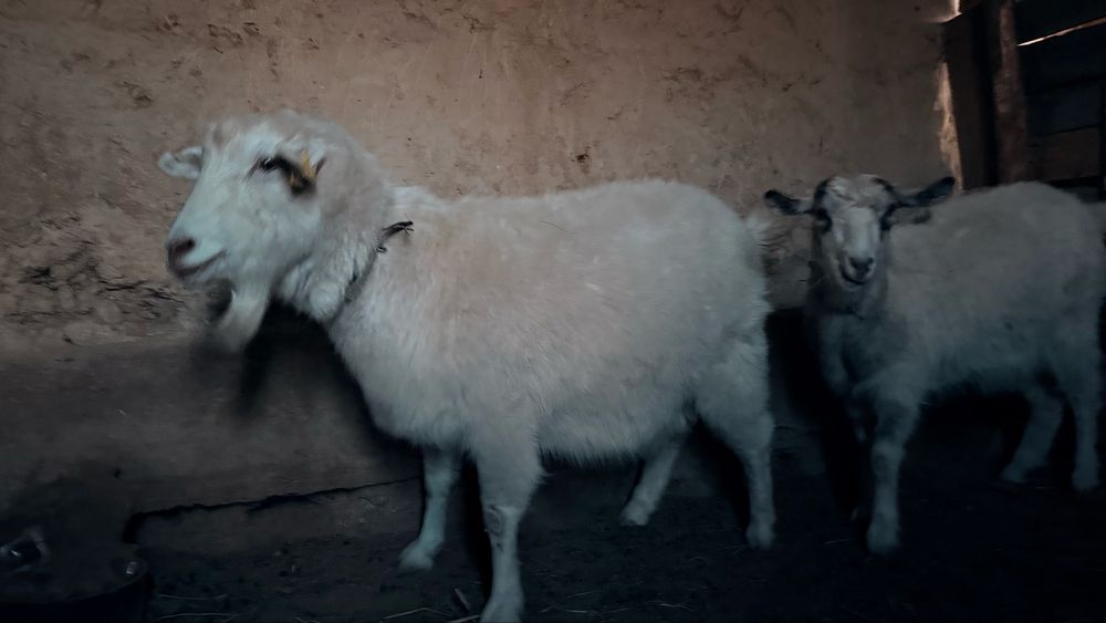 Пародалық Теке мен ешкі сатылады