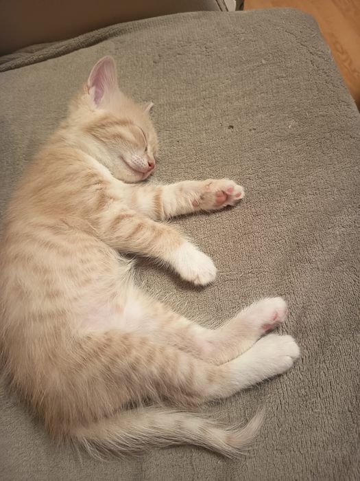 Подарявам котки една майка с две малки