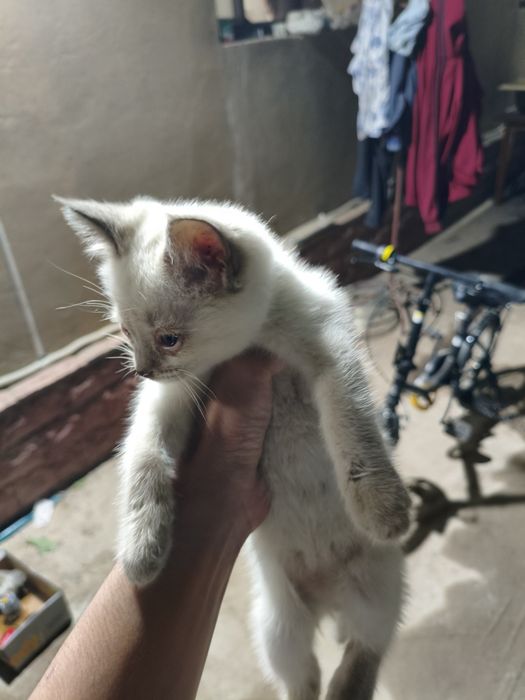 Котенок  белый хороший