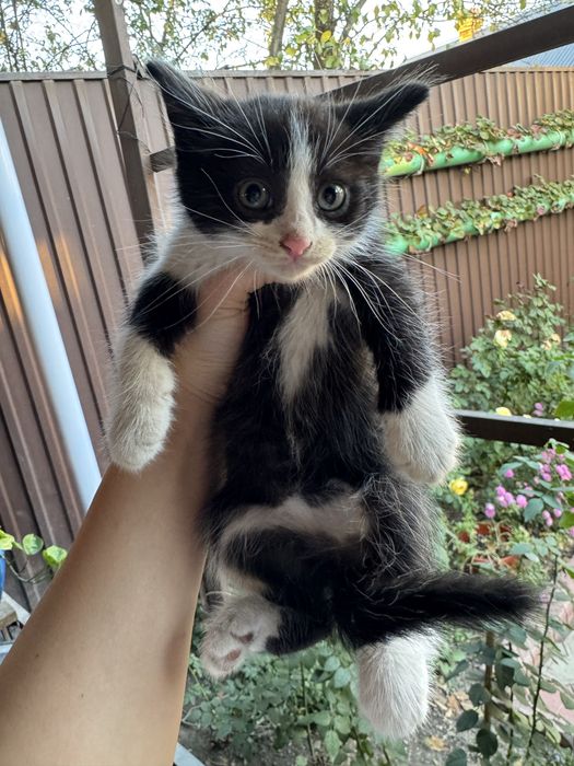Отдам котят в добрые руки