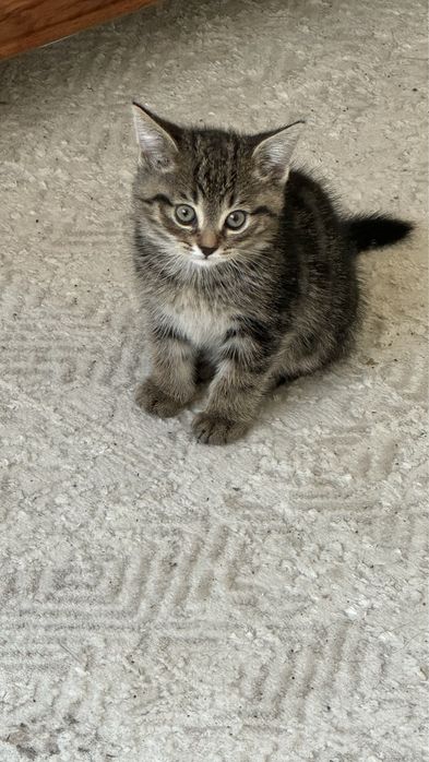 Отдам в доьрые руки котят!