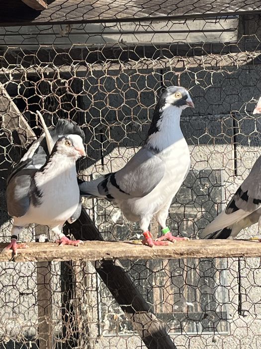Gălățeni-Porumbei de zbor la înălțime