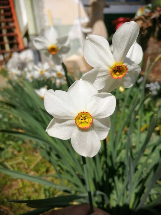 ЛИЧНО ПРЕДАВАНЕ Градински/саксийни цветя