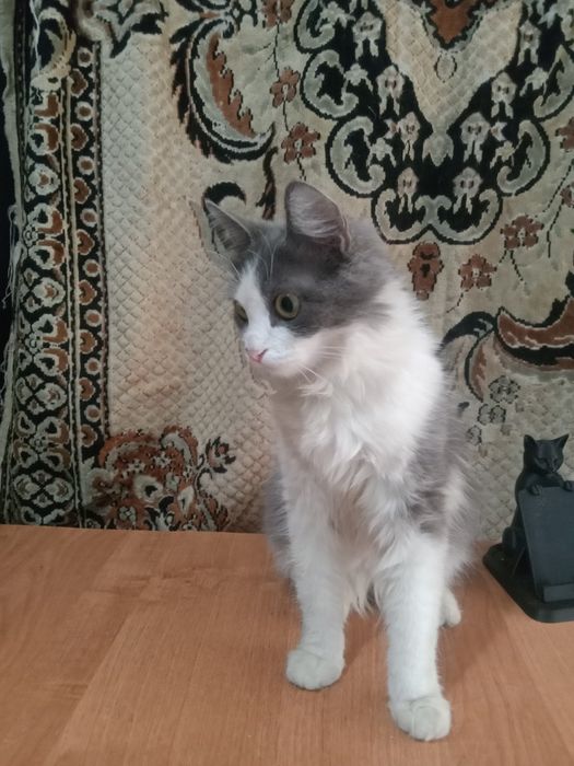Отдам в добрые руки