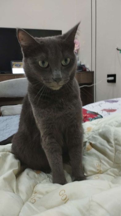 Отдам кошку в добрые руки!