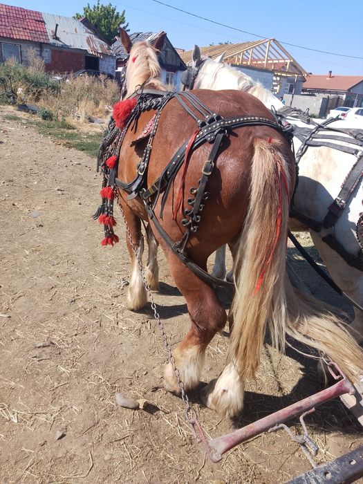 Vând mânz de un an și opt luni băieți merge bine la căruță e foarte cuminte
