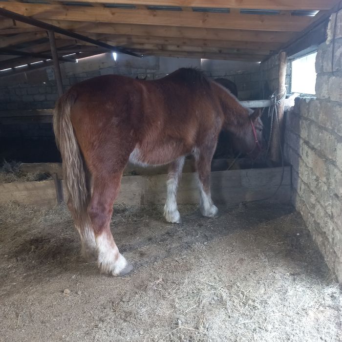 Продам Элитную кобылу Польская Сласка