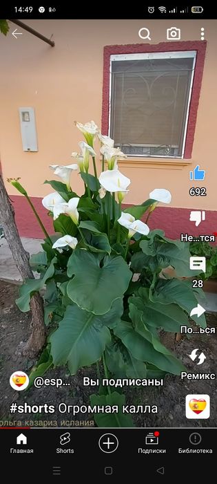 Продам цветы каллы