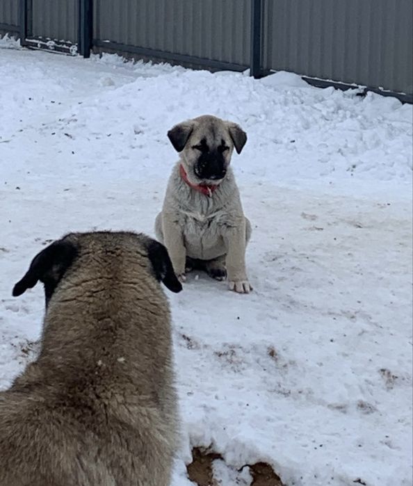 Кангалы щенки доставка есть