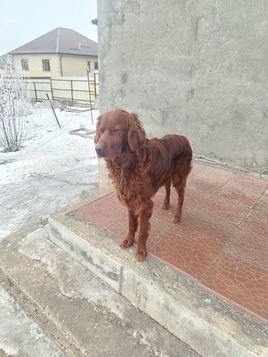 Потерялась собака