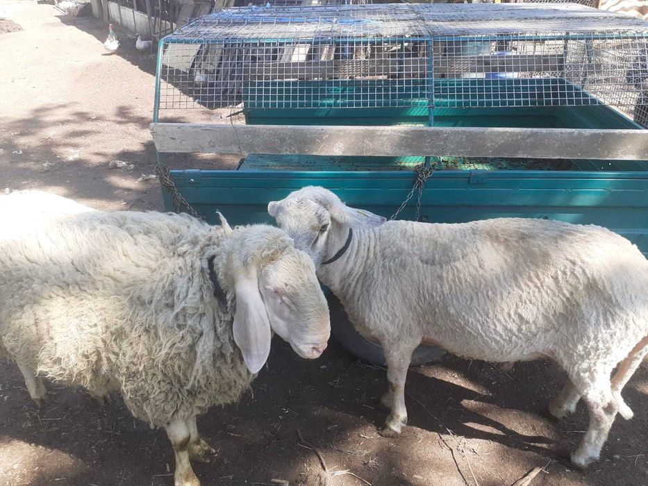 Berbeci/oi din stabulatie - vanzare in viu