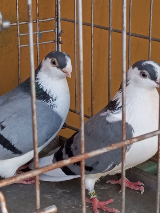 Vând porumbei Galateni pe negru și albastru